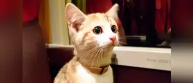 Este gatito viajó 20 kilómetros en tren para reencontrase con sus dueños Este gatito viajó 20 kilómetros en tren para reencontrase con sus dueños