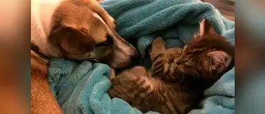 Esta perrita sufría de ansiedad y le daba miedo quedarse sola, así que su humana le consiguió un gatito Esta perrita sufría de ansiedad y le daba miedo quedarse sola, así que su humana le consiguió un gatito