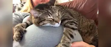 Este gatito no se separa de la pancita de su dueña ni un segundo. Este gatito no se separa de la pancita de su dueña ni un segundo.