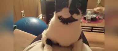 Una linda gatita preguntándose que hay dentro de la pancita de su dueña. Una linda gatita preguntándose que hay dentro de la pancita de su dueña.