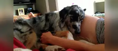 La posición favorita del perrito apenas se dio cuenta de que su dueña estaba embarazada. La posición favorita del perrito apenas se dio cuenta de que su dueña estaba embarazada.