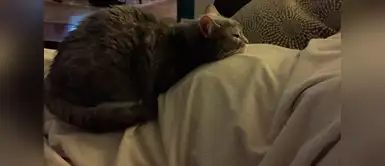 Esta gatita duerme todas las noches sobre la pancita de su dueña. Esta gatita duerme todas las noches sobre la pancita de su dueña.