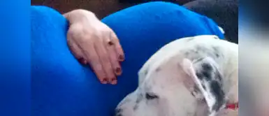 Este perrito se la pasa cuidando todo el día a su dueña desde que se entero que estaba esperando un bebé. Este perrito se la pasa cuidando todo el día a su dueña desde que se entero que estaba esperando un bebé.