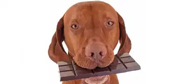¡Cuidado! Tu mascota podría morir sí come chocolate, según estudio ¡Cuidado! Tu mascota podría morir sí come chocolate, según estudio