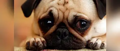 Conoce qué enfermedades puedes contraer si comes carne de perro Conoce qué enfermedades puedes contraer si comes carne de perro