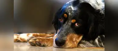 Esta es la pena máxima que recibirían las personas por comercializar carne de perro en restaurantes Esta es la pena máxima que recibirían las personas por comercializar carne de perro en restaurantes