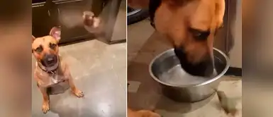 Este perrito rescató a un colibrí y ahora son inseparables Este perrito rescató a un colibrí y ahora son inseparables