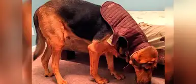 La dueña de este perro compró el chaleco en una tienda para perros de "raza grande" La dueña de este perro compró el chaleco en una tienda para perros de "raza grande"