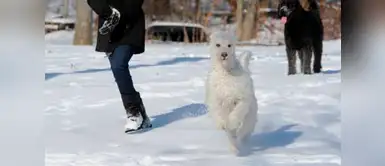 ¡Adan y Eva la salvaron! Mujer casi muere congelada pero perritos le devolvieron la vida ¡Adan y Eva la salvaron! Mujer casi muere congelada pero perritos le devolvieron la vida