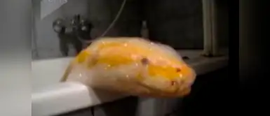 Mujer le da baño de espuma a una pitón y las redes sociales se llenan de ternura Mujer le da baño de espuma a una pitón y las redes sociales se llenan de ternura