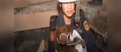 ¡Sobrevivió de milagro! “Chocolate” fue rescatado tras caer a un hueco de 15 metros ¡Sobrevivió de milagro! “Chocolate” fue rescatado tras caer a un hueco de 15 metros