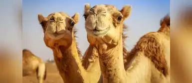 ¡Indignante! Inyectan botox a camellos para ganar concurso de belleza ¡Indignante! Inyectan botox a camellos para ganar concurso de belleza