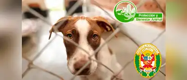 Policía Nacional crea departamento especial para denunciar casos de maltrato animal Policía Nacional crea departamento especial para denunciar casos de maltrato animal