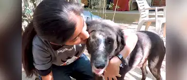 Una bacteria devoró el rostro de este perrito, pero un niño de cinco años le salvó la vida Una bacteria devoró el rostro de este perrito, pero un niño de cinco años le salvó la vida