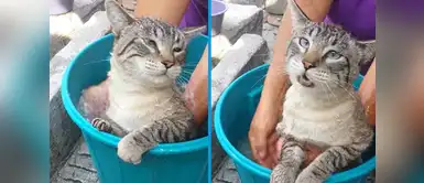 Facebook: Gatito desesperado por el baño “habló español” y llamó a su dueño Facebook: Gatito desesperado por el baño “habló español” y llamó a su dueño