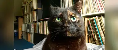 Este gato se dio cuenta de que a su dueño no le gustan los regalos extraños que le dejaba, ahora le trae hojas Este gato se dio cuenta de que a su dueño no le gustan los regalos extraños que le dejaba, ahora le trae hojas