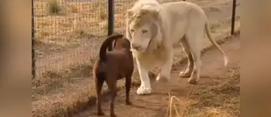 ¡Todo un caballero! León besó la patita de un perro en símbolo de amistad ¡Todo un caballero! León besó la patita de un perro en símbolo de amistad