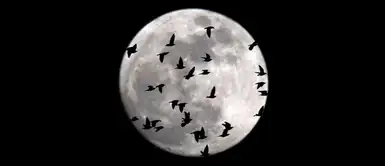 La luna cubierta por una bandada de pájaros que sobrevuelan Roma (Italia). Créditos: MASSIMO PERCOSSI (EFE) La luna cubierta por una bandada de pájaros que sobrevuelan Roma (Italia). Créditos: MASSIMO PERCOSSI (EFE)