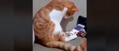 Facebook: La triste reacción de este gatito al ver la foto de su dueña fallecida ha conmovido las redes sociales Facebook: La triste reacción de este gatito al ver la foto de su dueña fallecida ha conmovido las redes sociales