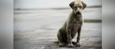 Esta hermosa campaña promueve el respeto y la adopción en animales abandonados Esta hermosa campaña promueve el respeto y la adopción en animales abandonados