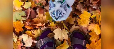 Baloo enamoró con su mirada a quienes ahora son sus dueños. Baloo enamoró con su mirada a quienes ahora son sus dueños.