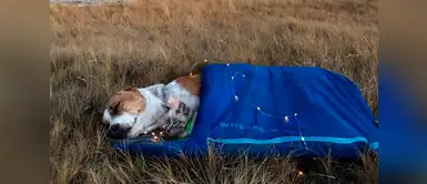 Baloo ve a Henry como su mamá Baloo ve a Henry como su mamá