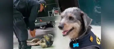 Facebook: Conoce a "Hugo", el perrito callejero que trabaja con la PNP Facebook: Conoce a "Hugo", el perrito callejero que trabaja con la PNP