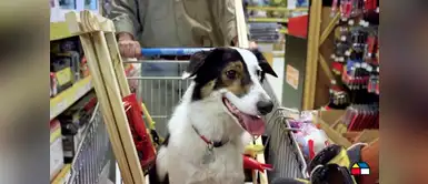 ¿Eres un “dog friendly”? Sodimac dejará ingresar a tu perro a cuatro de sus tiendas ¿Eres un “dog friendly”? Sodimac dejará ingresar a tu perro a cuatro de sus tiendas