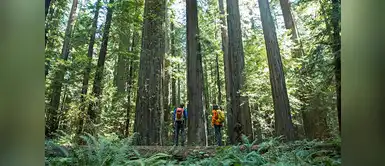 Senderistas entre las secuoyas rojas del parque nacional Redwood, en la costa norte de California. Senderistas entre las secuoyas rojas del parque nacional Redwood, en la costa norte de California.