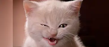 Este gatito es muy coqueto Este gatito es muy coqueto