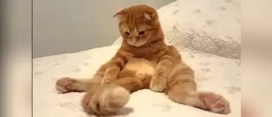 Al parecer a este gatito le esta yendo mal en la vida Al parecer a este gatito le esta yendo mal en la vida