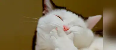 Este gatito no para de reírse Este gatito no para de reírse