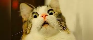 Este gatito esta muy asustado. ¿Qué habrá visto? Este gatito esta muy asustado. ¿Qué habrá visto?