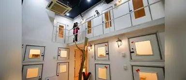 Catzonia, el lujoso hotel para gatos Catzonia, el lujoso hotel para gatos