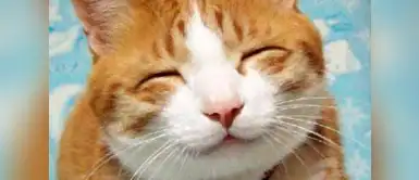 Este gatito se ve muy feliz Este gatito se ve muy feliz