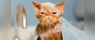 Creo que a este gatito no le gusta bañarse Creo que a este gatito no le gusta bañarse