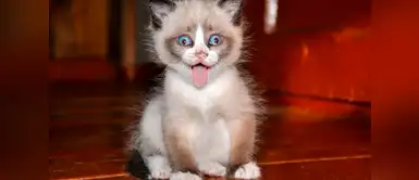 La cara de este gatito te hará reír a carcajadas La cara de este gatito te hará reír a carcajadas