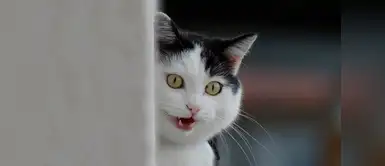 ¿A quién estará espiando este gatito? ¿A quién estará espiando este gatito?