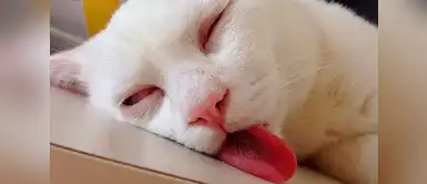 Este gatito esta muy agotado Este gatito esta muy agotado