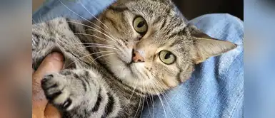 Día del Gato: 10 cosas que no sabías de tu adorado minino Día del Gato: 10 cosas que no sabías de tu adorado minino