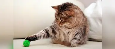 Día del Gato: Entérate si tu felino es zurdo o diestro Día del Gato: Entérate si tu felino es zurdo o diestro