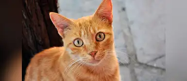 Día del Gato: Así se comunican los mininos con sus dueños Día del Gato: Así se comunican los mininos con sus dueños