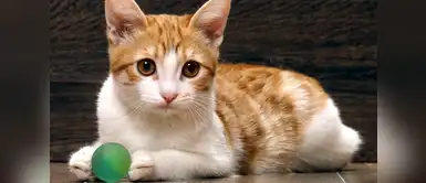 Día del Gato: 5 juegos que puedes compartir con tu adorado minino Día del Gato: 5 juegos que puedes compartir con tu adorado minino