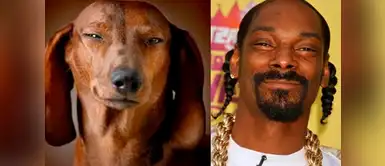 Snoop Dogg y su perro tienen un parecido muy peculiar. ¡Miren sus ojos! Snoop Dogg y su perro tienen un parecido muy peculiar. ¡Miren sus ojos!