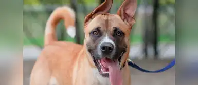 ¿Soñaste que te mordió un perro? Conoce su significado ¿Soñaste que te mordió un perro? Conoce su significado