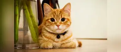 Siete canciones sobre gatos que puedes dedicarle a tu “bendición” Siete canciones sobre gatos que puedes dedicarle a tu “bendición”