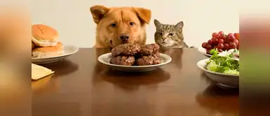 Cinco alimentos que no debes de darle de comer a tu perro. ¡La 5 es mortal! Cinco alimentos que no debes de darle de comer a tu perro. ¡La 5 es mortal!