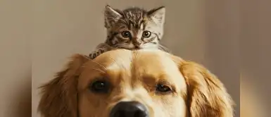 ¿Tu perro y gato se llevan mal? Conoce a los expertos que te salvarán del caos ¿Tu perro y gato se llevan mal? Conoce a los expertos que te salvarán del caos