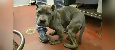 Conoce la historia de este perrito que fue encerrado en una jaula para morir Conoce la historia de este perrito que fue encerrado en una jaula para morir
