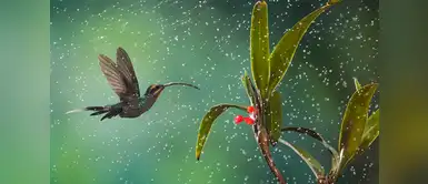 El colibrí fue captado en el comedero de aves de Cinchona, en Costa Rica, es un ermitaño verde ('Phaethornis guy'), una de las 300 especies de colibríes que existen. El colibrí fue captado en el comedero de aves de Cinchona, en Costa Rica, es un ermitaño verde ('Phaethornis guy'), una de las 300 especies de colibríes que existen.